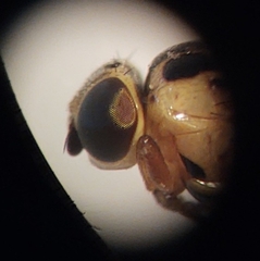 Thaumatomyia