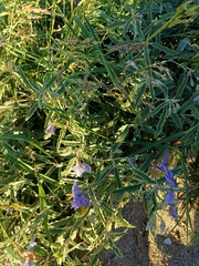 Solanum elaeagnifolium