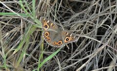 Junonia villida