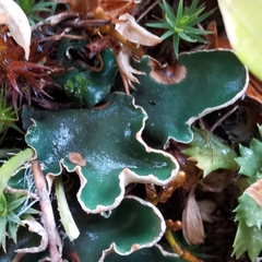 Peltigera malacea