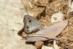 Ypthima multistriata