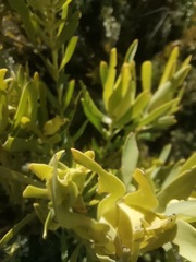 Leucadendron salignum
