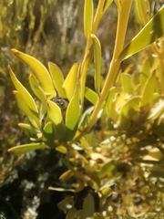 Leucadendron salignum