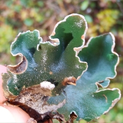 Peltigera malacea