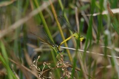 Ceriagrion fallax