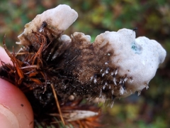 Peltigera malacea