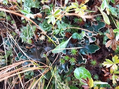 Peltigera malacea