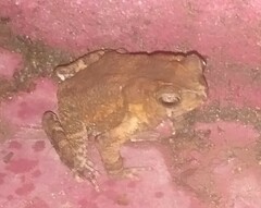 Ingerophrynus philippinicus