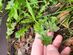 Cichorieae