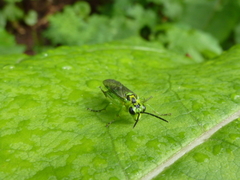 Tenthredo omega