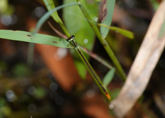 Agriocnemis dobsoni