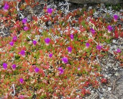 Carpobrotus rossii