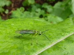 Tenthredo omega