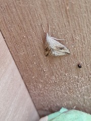 Evergestis forficalis