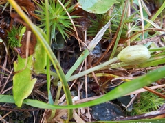 Viola palustris