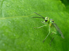 Tenthredo omega