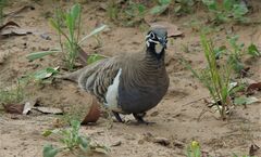 Geophaps scripta