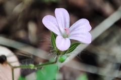 Geranium robertianum