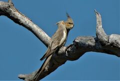 Nymphicus hollandicus