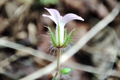 Geranium robertianum