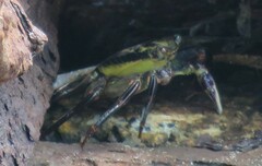 Leptograpsus variegatus
