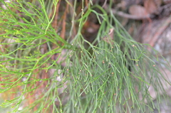 Psilotum nudum