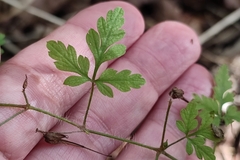 Geranium robertianum