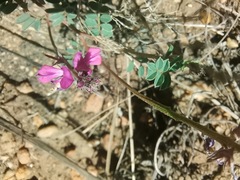 Indigofera declinata
