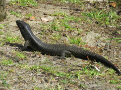 Egernia kingii