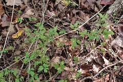 Geranium robertianum