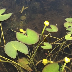 Nuphar microphylla