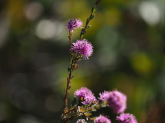 Kunzea