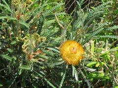 Banksia formosa