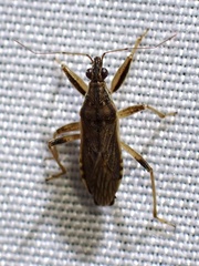 Himacerus major