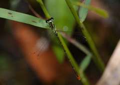 Agriocnemis dobsoni