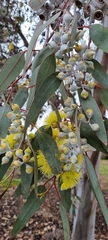 Eucalyptus woodwardii