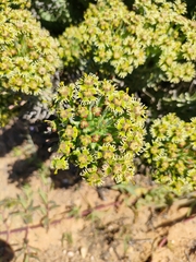 Euphorbia caput-medusae