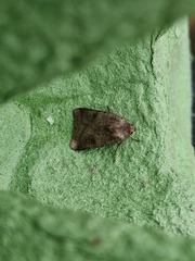 Diarsia rubi