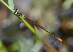 Agriocnemis dobsoni