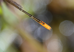 Agriocnemis dobsoni