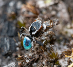 Maratus anomalus