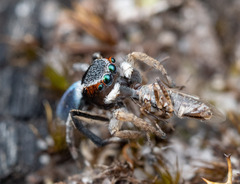 Maratus anomalus