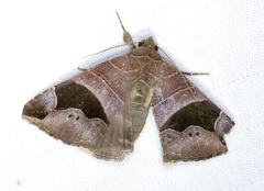 Bastilla joviana