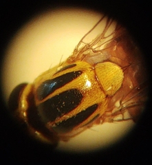Thaumatomyia