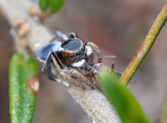 Maratus anomalus