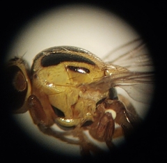 Thaumatomyia