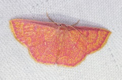 Chrysocraspeda miniosa