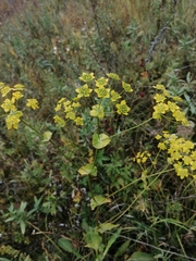 Bupleurum aureum