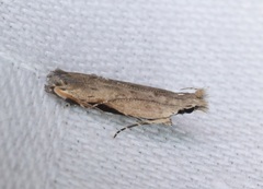 Hypatima