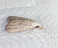 Meganola brunellus